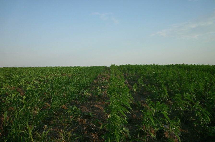 cropborderoatssouthfield.jpg