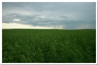 southfieldsaskatchewanrain.jpg