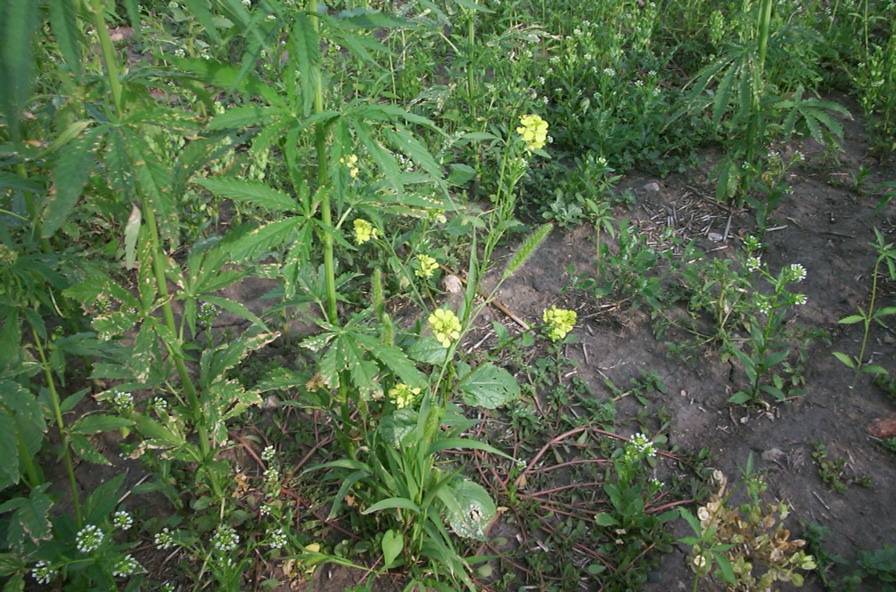 maybevetch.jpg