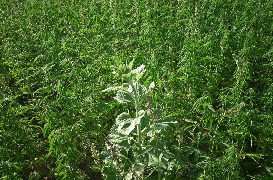 sunflowerinhemp.jpg