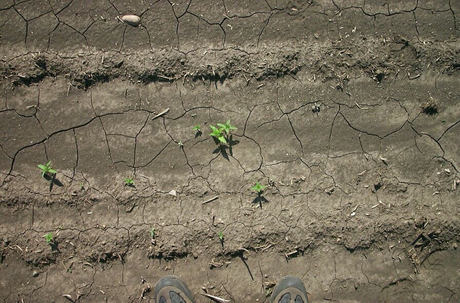 germination.jpg