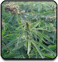 Hemp Plant