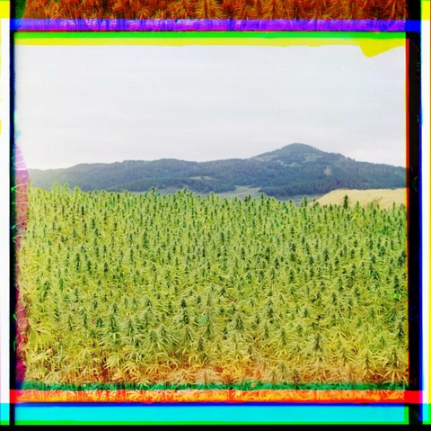 Hemp Field