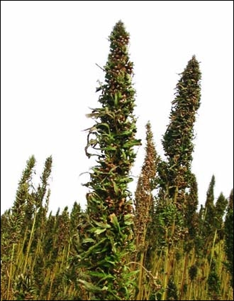 Hemp Food Bud