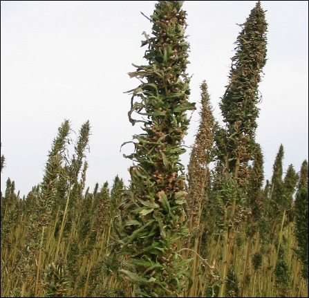 Hemp Bud