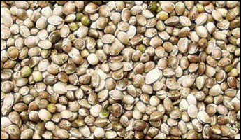 Hemp seeds