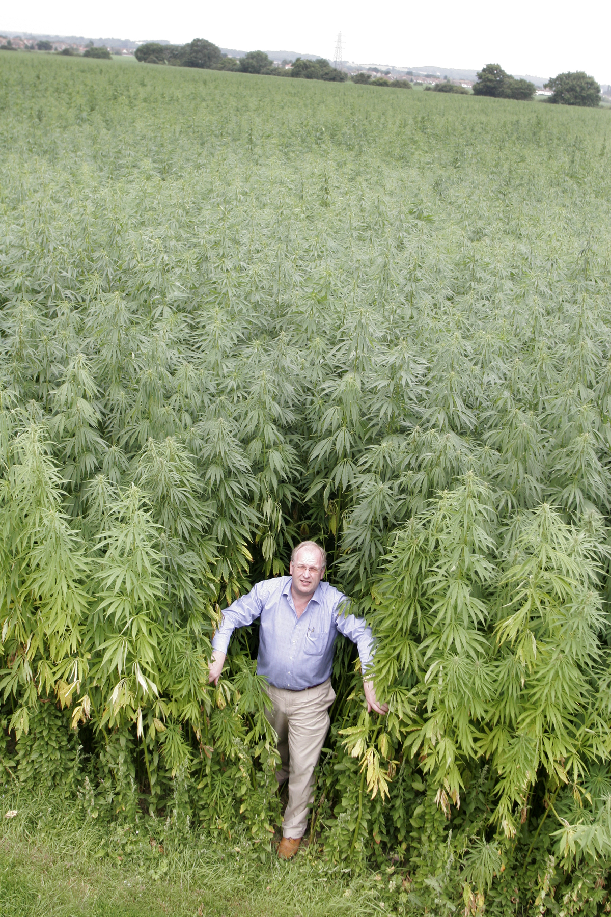 Wisc. Marijuana Legalization Supporters Plan Rally At Governor's Budget Speech