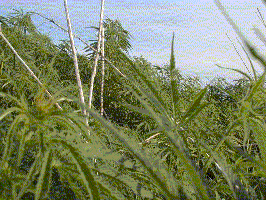 feral1.gif