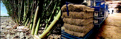 kenaf14.gif