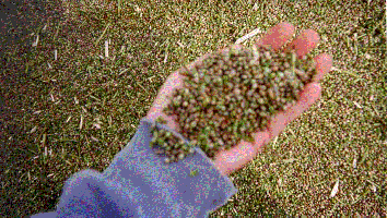 hempinhand.gif
