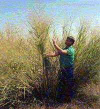 switchgrass.gif