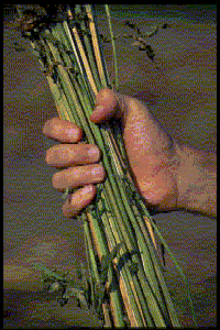 handholdinghempstalk.gif