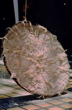 hemp_drum_renewal_small.jpg